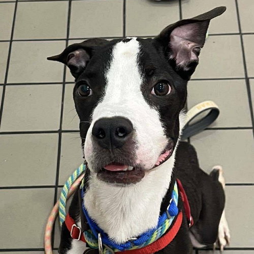 picture of the dog needing adoption