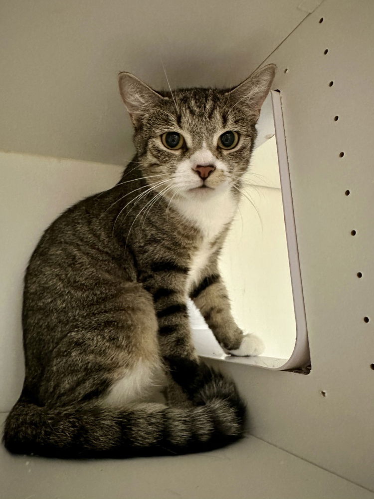adoptable Cat in Whitestone, NY named Maisy