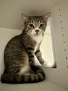 adoptable Cat in whitestone, NY named Maisy