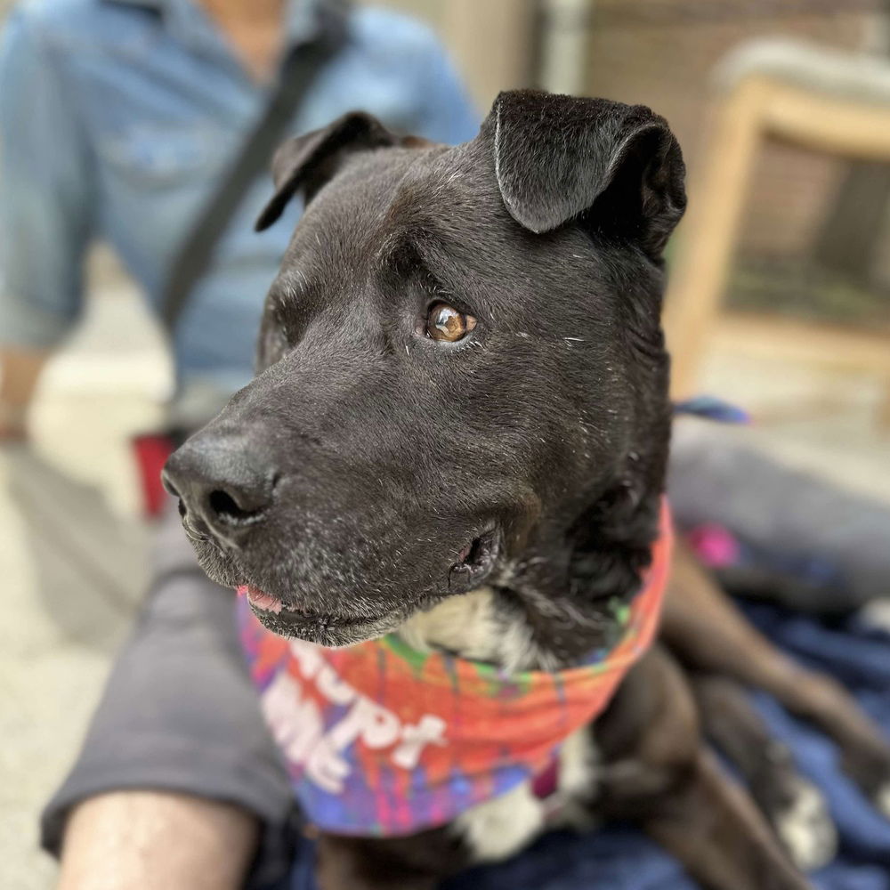 adoptable Dog in Whitestone, NY named Grandpa
