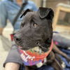 adoptable Dog in whitestone, NY named Grandpa