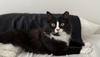 adoptable Cat in  named Moonpie