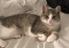 adoptable Cat in whitestone, NY named Popcorn