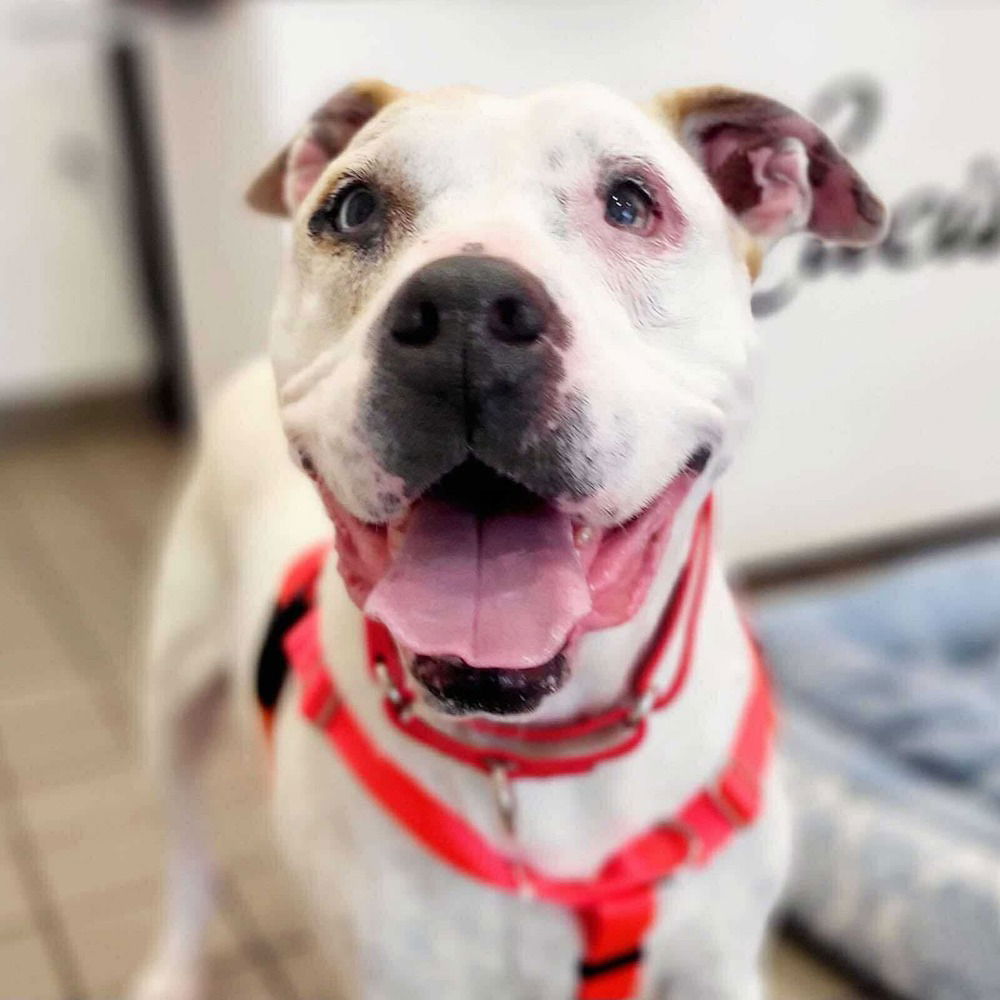 adoptable Dog in Whitestone, NY named Nola