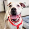 adoptable Dog in  named Nola