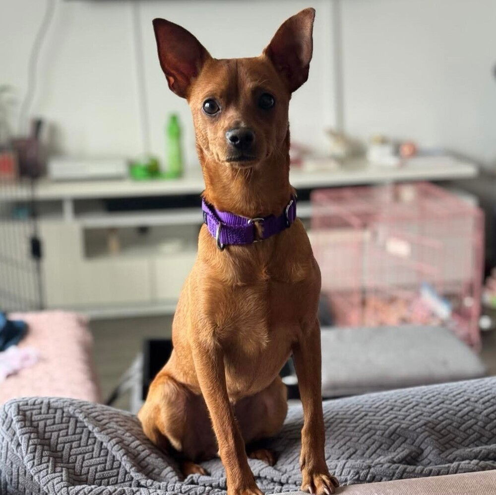 adoptable Dog in Whitestone, NY named Scooby Doo