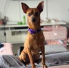 adoptable Dog in  named Scooby Doo