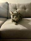 adoptable Cat in whitestone, NY named Milo