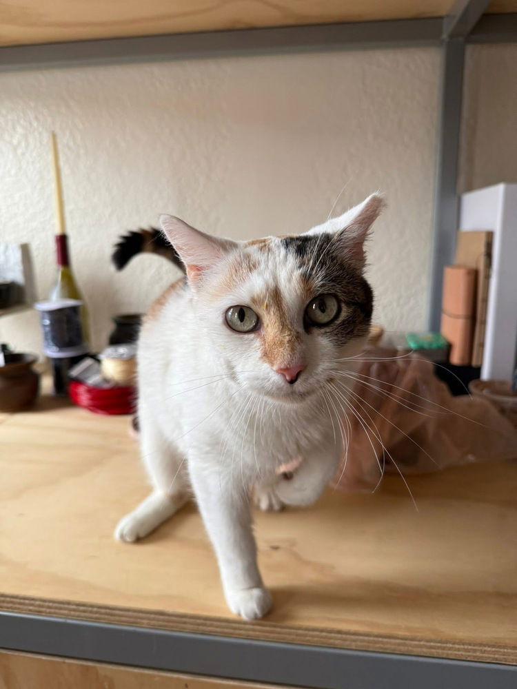 adoptable Cat in Whitestone, NY named Cookie