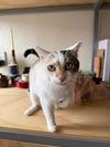 adoptable Cat in whitestone, NY named Cookie