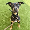adoptable Dog in whitestone, NY named Newton