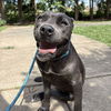 adoptable Dog in whitestone, NY named Prada