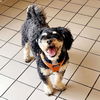 adoptable Dog in whitestone, NY named Tyke