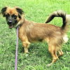 adoptable Dog in  named Veda