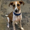 adoptable Dog in  named Shari