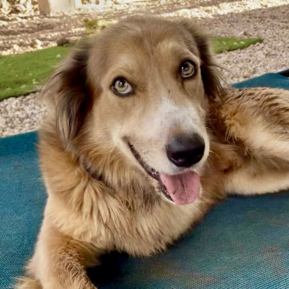 adoptable Dog in Whitestone, NY named Osito
