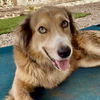 adoptable Dog in  named Osito