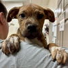 adoptable Dog in whitestone, NY named Dunn (p)