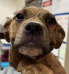 adoptable Dog in whitestone, NY named Brooks