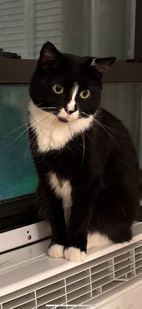 adoptable Cat in Whitestone, NY named Shadow