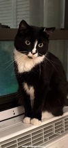 adoptable Cat in whitestone, NY named Shadow