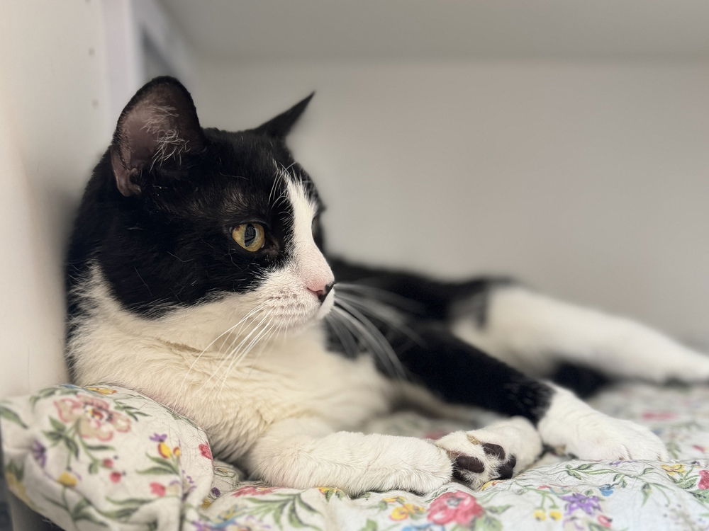 adoptable Cat in Whitestone, NY named Scooby