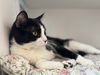 adoptable Cat in whitestone, NY named Scooby