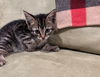 adoptable Cat in whitestone, NY named Kol