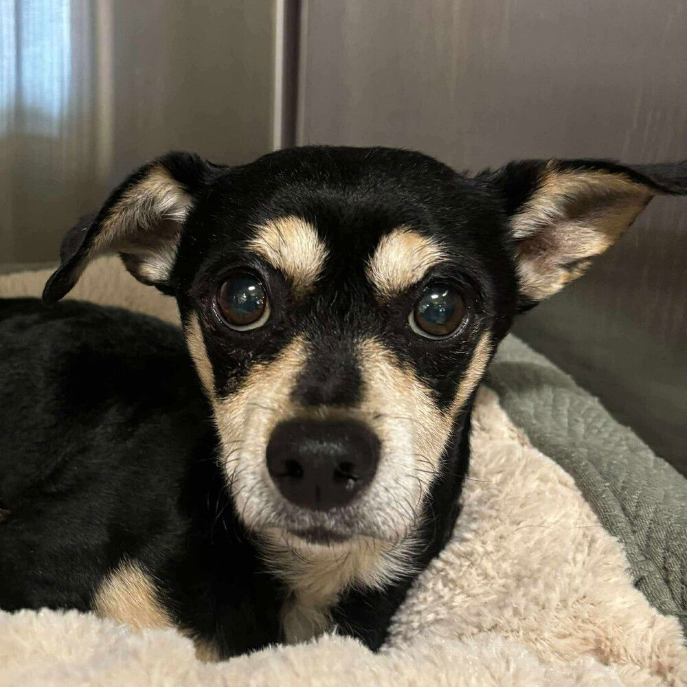 adoptable Dog in Whitestone, NY named Beansprout