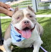 adoptable Dog in whitestone, NY named Ricotta