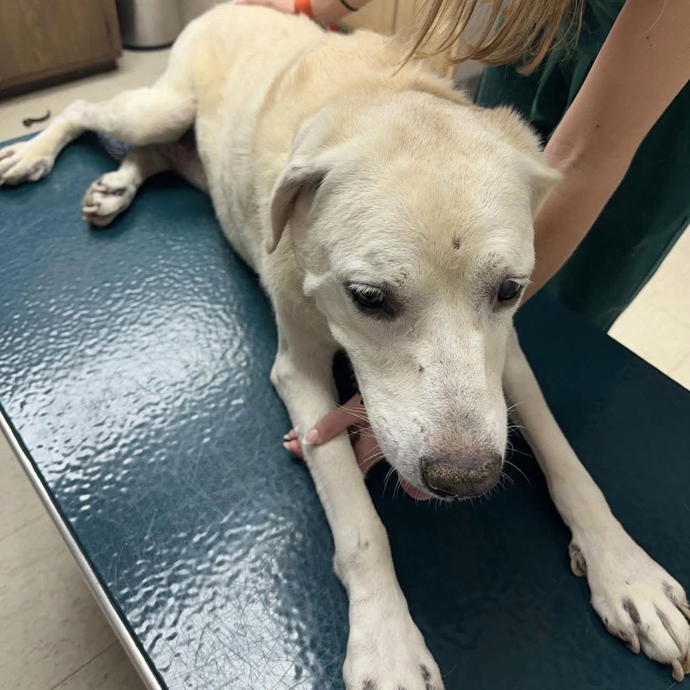 adoptable Dog in Whitestone, NY named Sandra