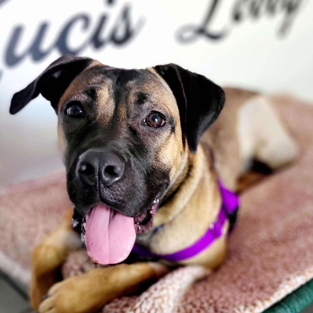 adoptable Dog in Whitestone, NY named Molly Clover