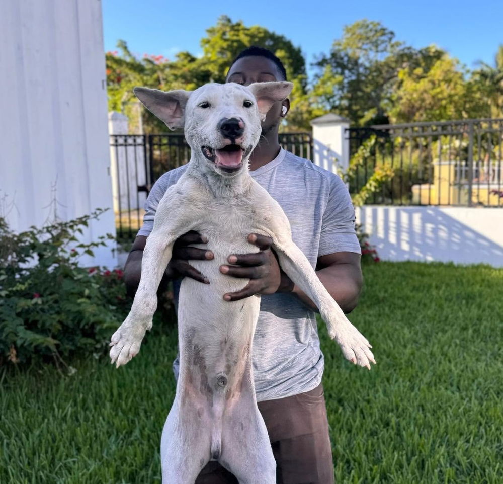 adoptable Dog in Whitestone, NY named Phelan
