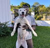 adoptable Dog in whitestone, NY named Phelan