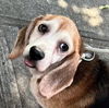 adoptable Dog in  named Bella Louise