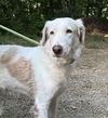 adoptable Dog in  named Cotton