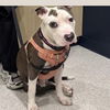 adoptable Dog in  named Tommy Lee