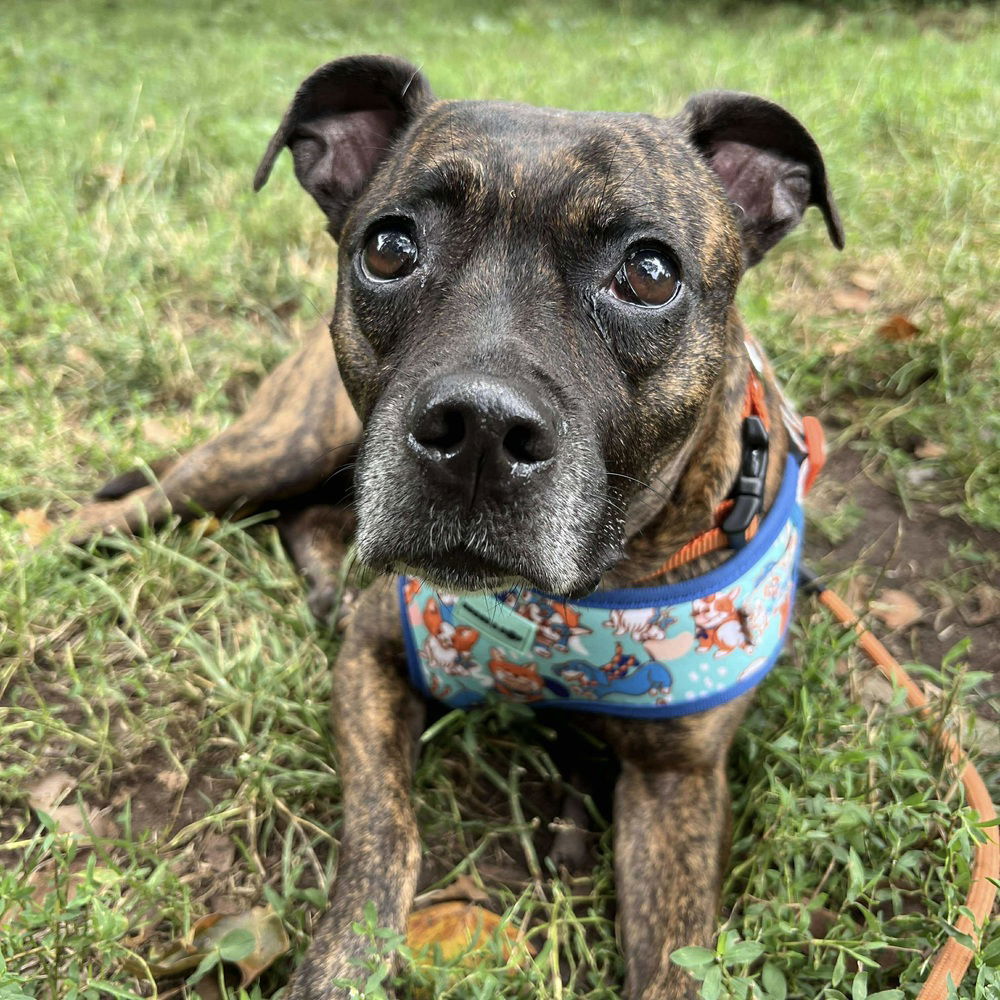adoptable Dog in Whitestone, NY named Zerega