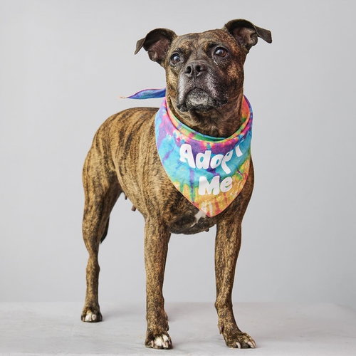 ZEREGA - American Staffordshire Terrier / Terrier available for adoption