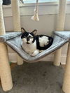 adoptable Cat in whitestone, NY named Moo