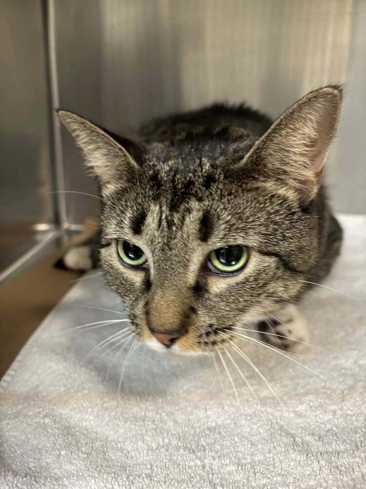 adoptable Cat in Whitestone, NY named Wednesday