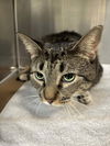 adoptable Cat in whitestone, NY named Wednesday