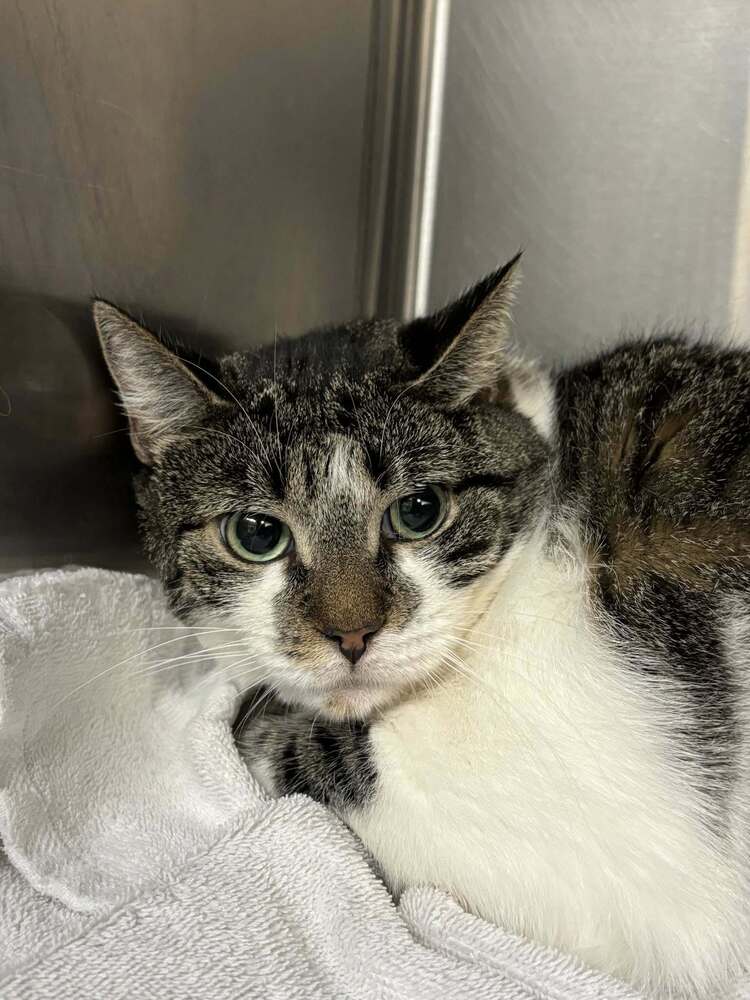 adoptable Cat in Whitestone, NY named Friday