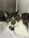 adoptable Cat in whitestone, NY named Friday