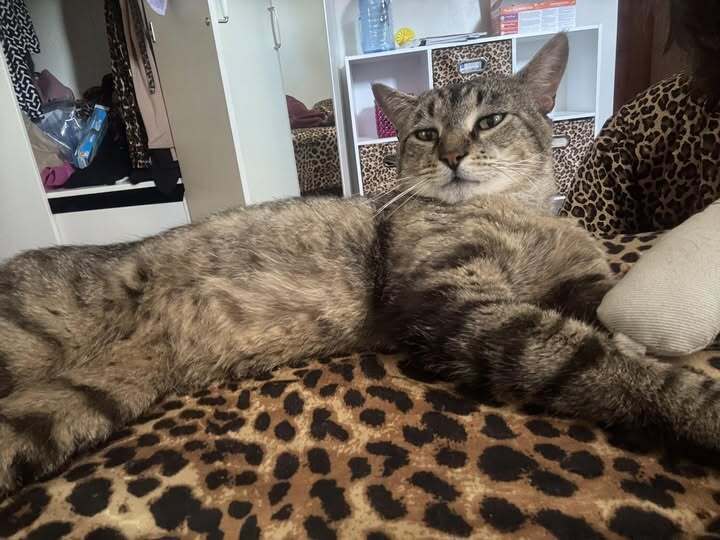 adoptable Cat in Whitestone, NY named Banjo