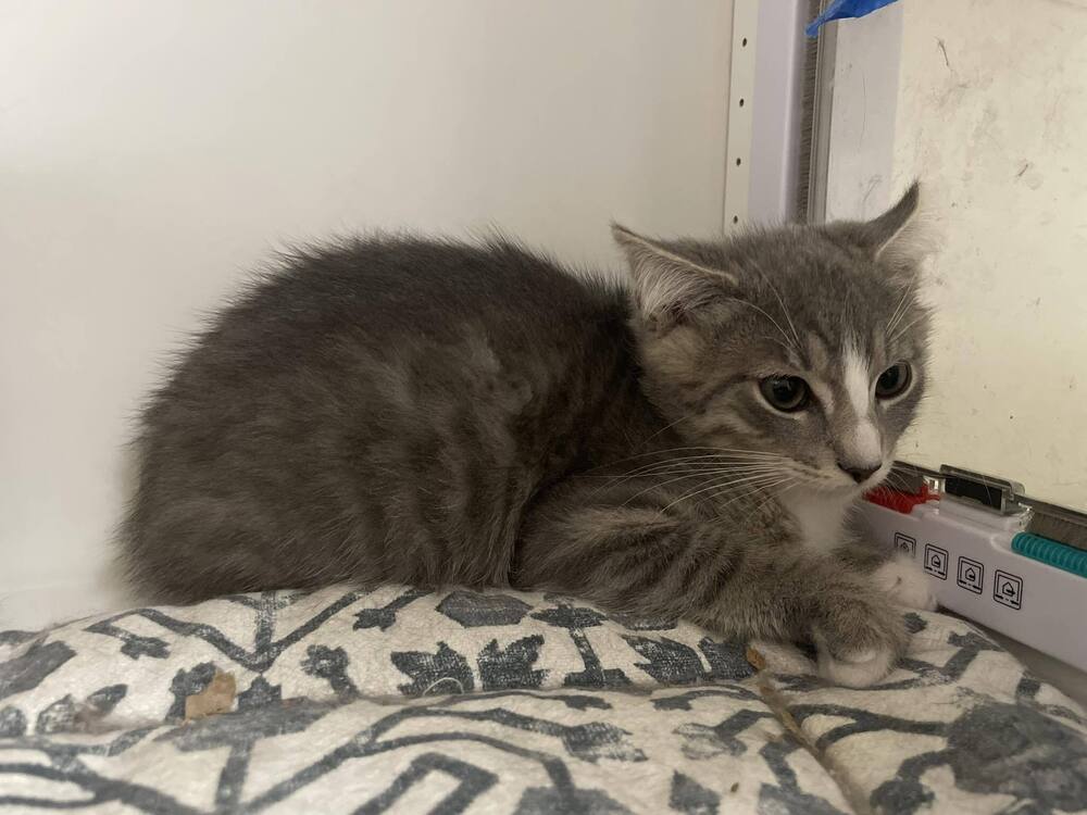 adoptable Cat in Whitestone, NY named Sly