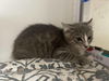 adoptable Cat in whitestone, NY named Sly