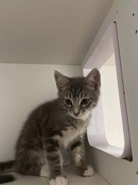 adoptable Cat in Whitestone, NY named Stone