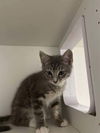 adoptable Cat in whitestone, NY named Stone