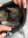 adoptable Cat in whitestone, NY named Lola